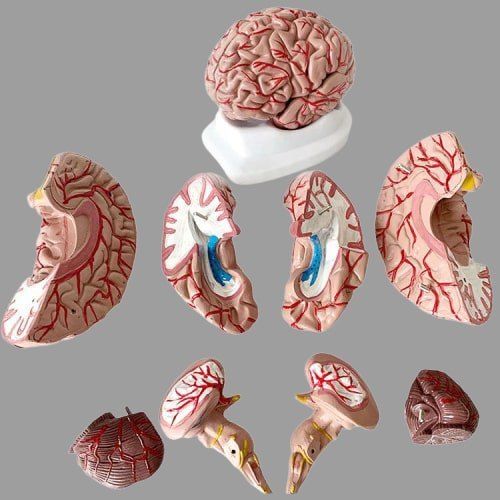 Fiber Brain Model