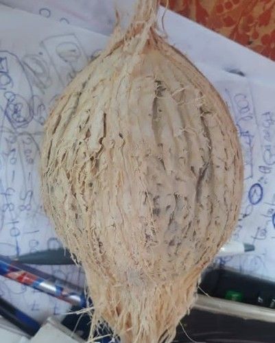 Full Husk Coconut