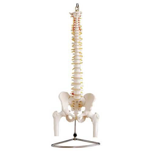 Spine Model