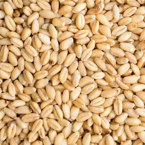 100% Organic Long Wheat Grain
