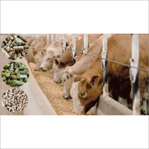 Cattle Feed For Cow
