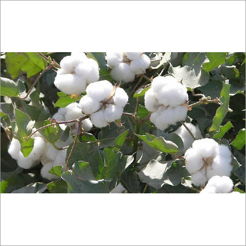 Raw Pure Cotton Bale
