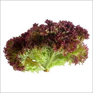 Fresh Red Leaf Lettuce
