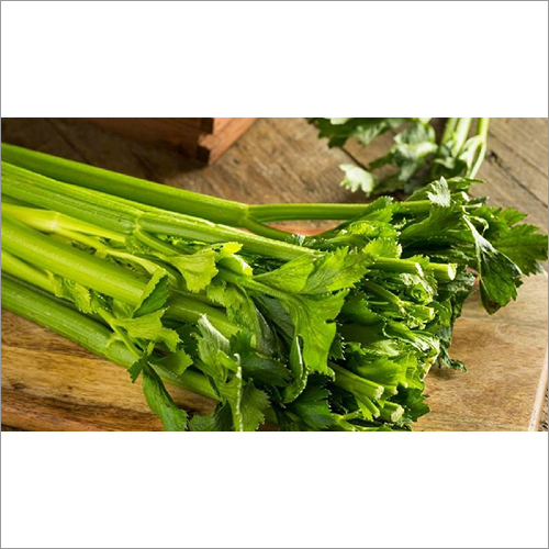 Fresh Celery Leaves