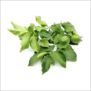 Fresh Lemon Leaves