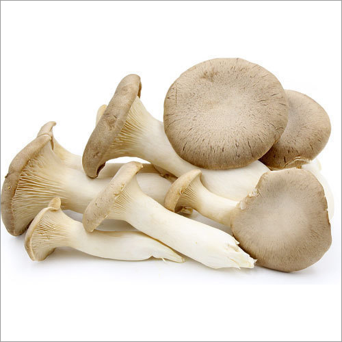 Fresh Oyster Mushroom By DEEP VEGETABLES COMPANY