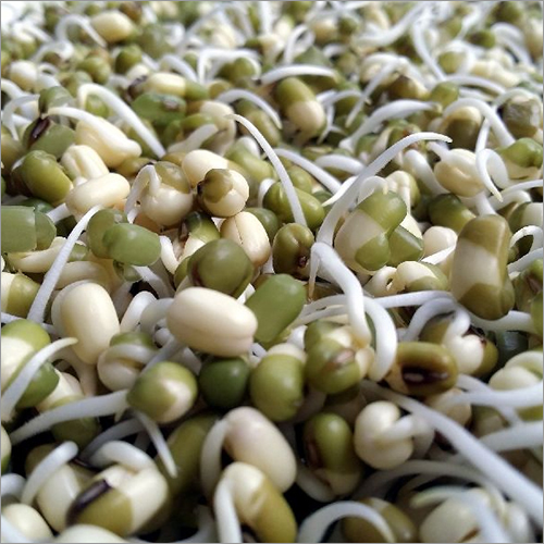 Fresh Sprouted Beans