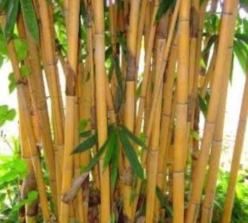 Use For Any Purpose Bamboo Blinds