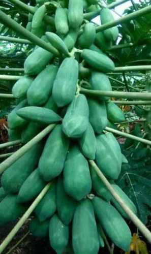 Green And Yellow Organic Papaya