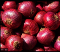 Fresh Onion - Round Shape, Variable Size | Red Color, Multiple Layers, Pungent Taste, Firm Texture, Nutritious & Versatile Options
