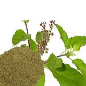Tulsi Leaves Powder Normal