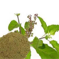 Tulsi Leaves Powder Normal