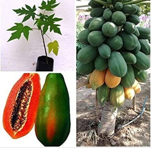 Red Lady Taiwan 786 Papaya Plant By AMRITANJALI AYURVED PRIVATE LIMITED