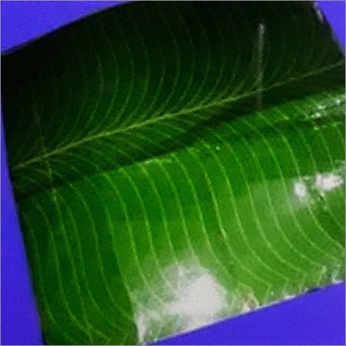 Disposable Dona Sheet - Color: Green