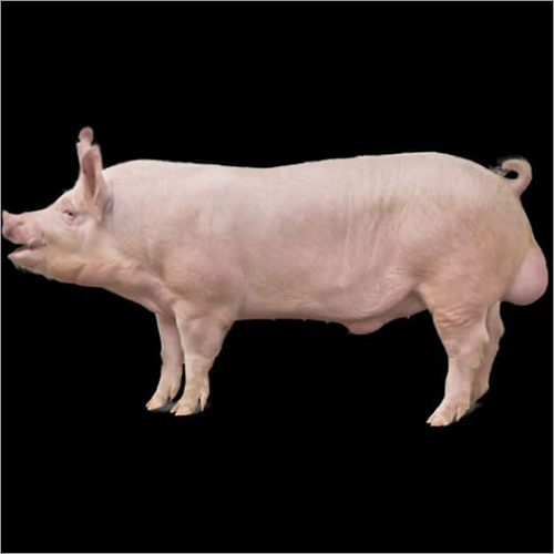 Yorkshire Pig