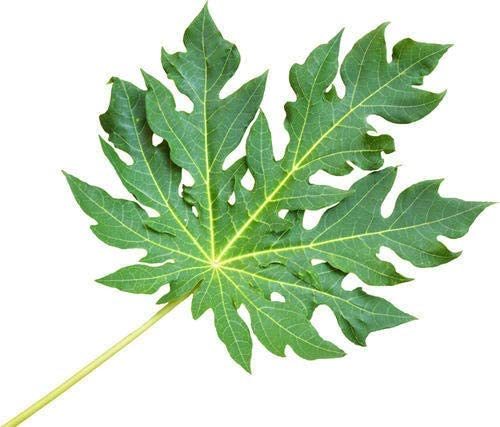 Yuktha Naturals Papaya Leaf Powder
