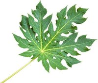 Yuktha Naturals Papaya Leaf Powder