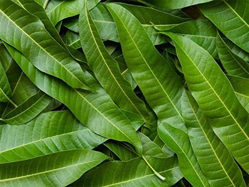 Yuktha Naturals Mango Leaf Powder