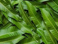 Yuktha Naturals Mango Leaf Powder