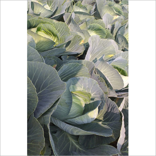 Fresh Cabbage - Natural Shape | Rich in Vitamin C, Ideal for Diverse Dishes, Snacks & Chinese Cuisine