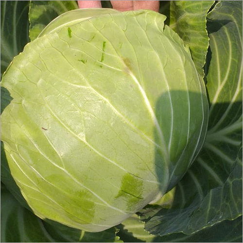 Natural Cabbage - Organic, Freshly Harvested | Supports Digestive Health, Aids in Balancing Cholesterol and Blood Pressure Levels