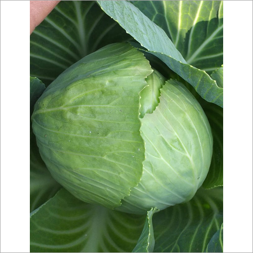 Pure Cabbage - Natural Leafy Vegetable | Nutrient-Rich, High in Amino Acids, Supports Healthy Blood Clot Prevention