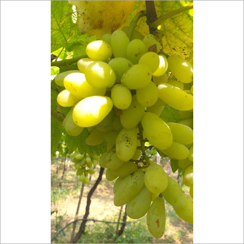 Fresh Grapes - Organic Natural Size Green Variety , Nutrient-Rich Sweet Taste with Health Benefits