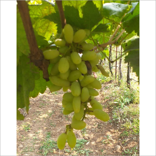 Organic Green Grapes
