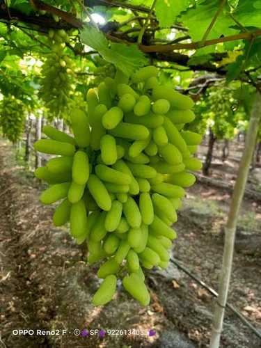 A Grade Fresh Green Grapes