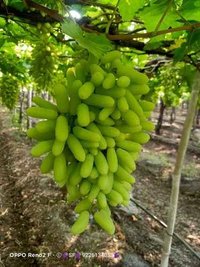 A Grade Fresh Green Grapes