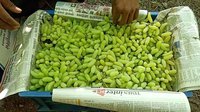 Green Grapes