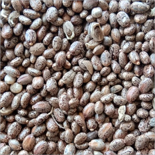 Organic Natural Castor Seeds