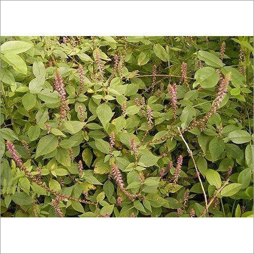 Achyranthes Aspera Plant Extract
