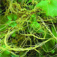 Dodder Extract
