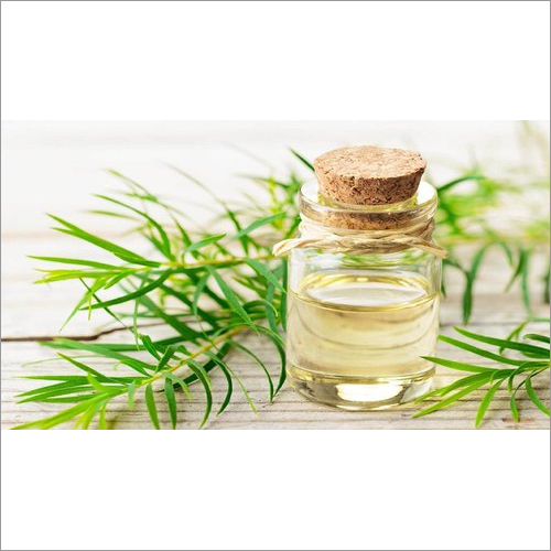 Cajeput Oil (Melaleuca Cajeputi)