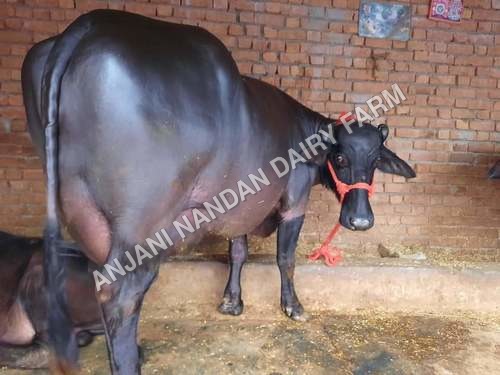 High Milking Murrah Buffalo