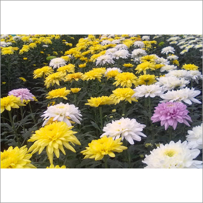 Chrysanthemum Plants