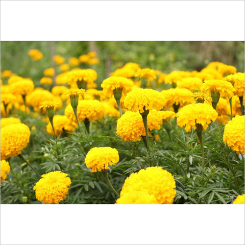 Marigold Plant