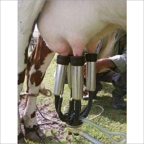 Cow Milking Cluster - Stainless Steel, SS 304 Material Grade | Designed for Industrial Use, 1-10 Cows/Hour Capacity