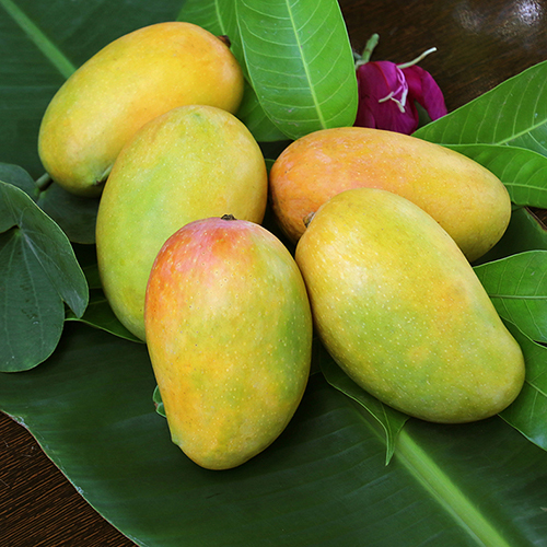 Indian Mangoes at Best Price in Pune, Maharashtra Deshpande Imports