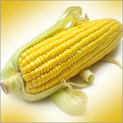 Yellow Corn