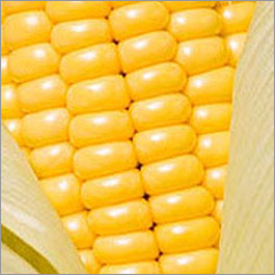 Indian Yellow Corn