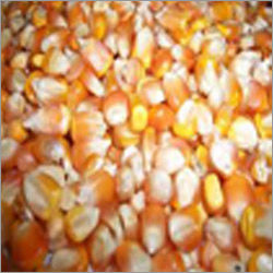 Indian Yellow Maize