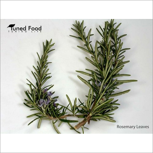 Dry Rosamary Leaves Herbs By TUNED FOOD AGRO LLP