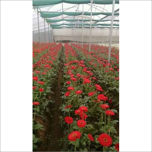 Agriculture Poly House