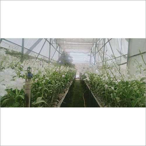 Agriculture Poly House