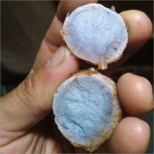 Black Turmeric