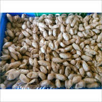 Muga Original Cocoon