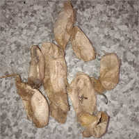 Muga Cocoon