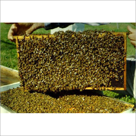 Honey Bees Wax - Giriraj Agro & Natural Honey Products - From